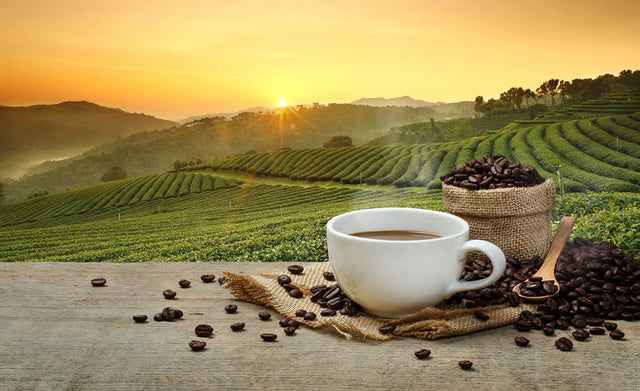 The Rise of Sustainable Coffee