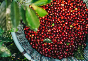 Why Costa Rica is a Powerhouse for Coffee Production