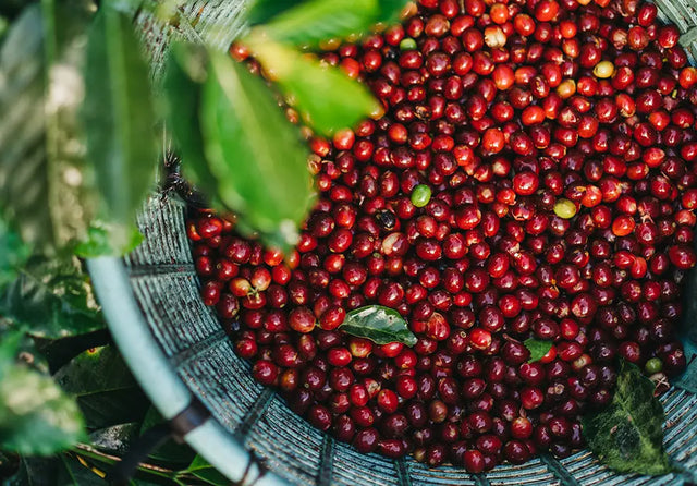 Why Costa Rica is a Powerhouse for Coffee Production